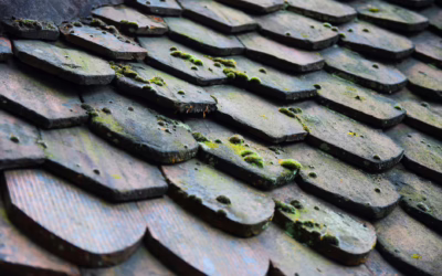 Black Streaks and Moss on Greentown Roofs